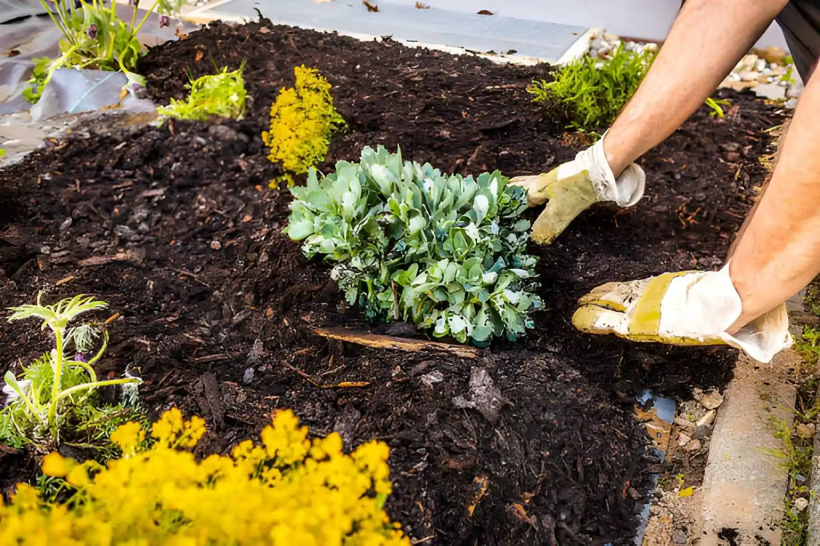 Flower bed installation in progress in a Dublin garden